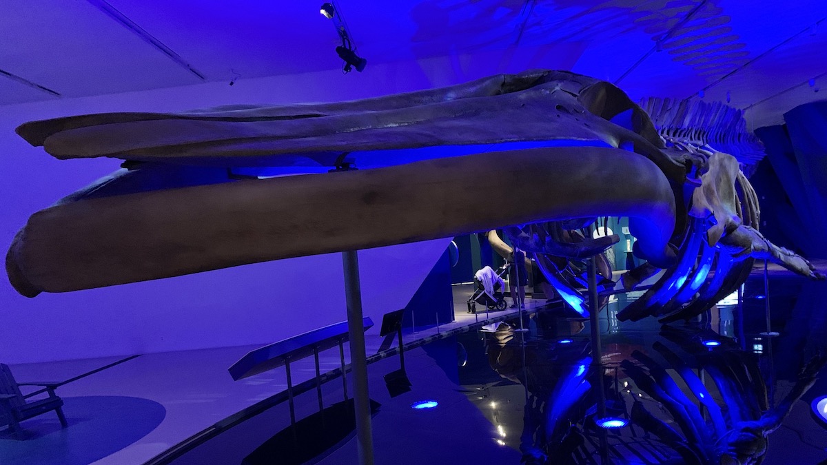 Great Whales: Up Close and Personal
